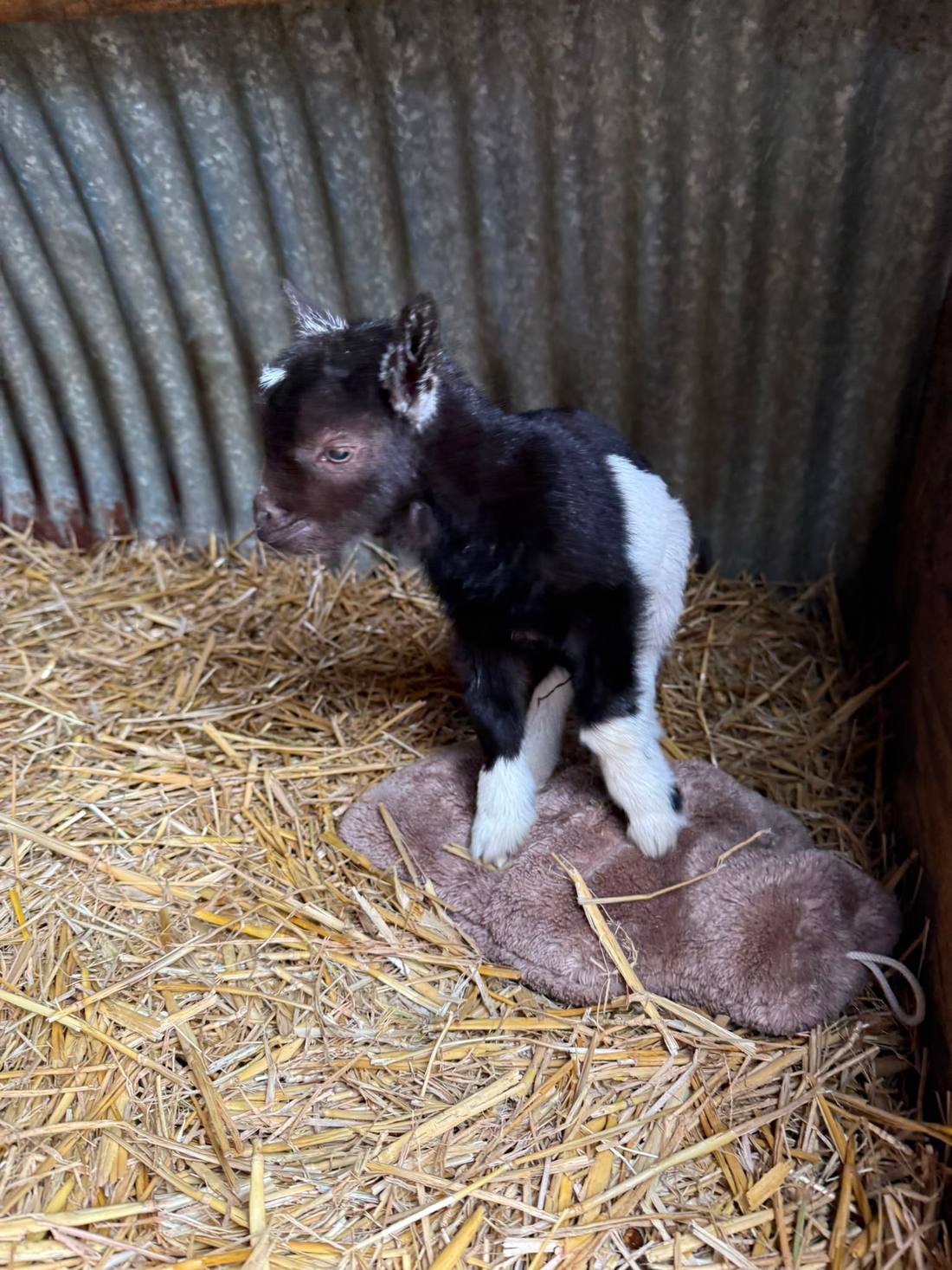 A black and white baby goat standing on straw in the barn
