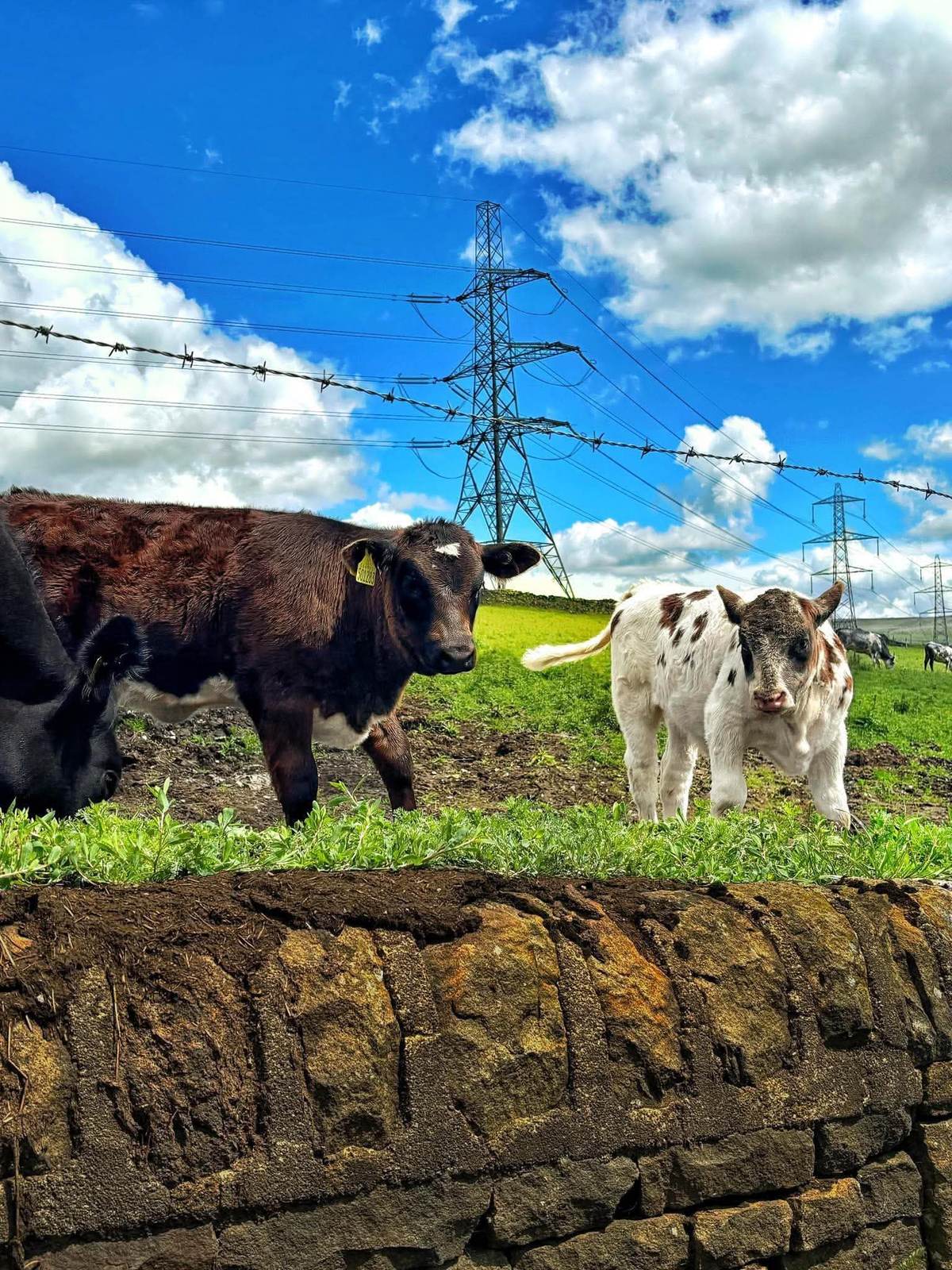 Calves standing by a dry-stone wall under a bright blue sky
