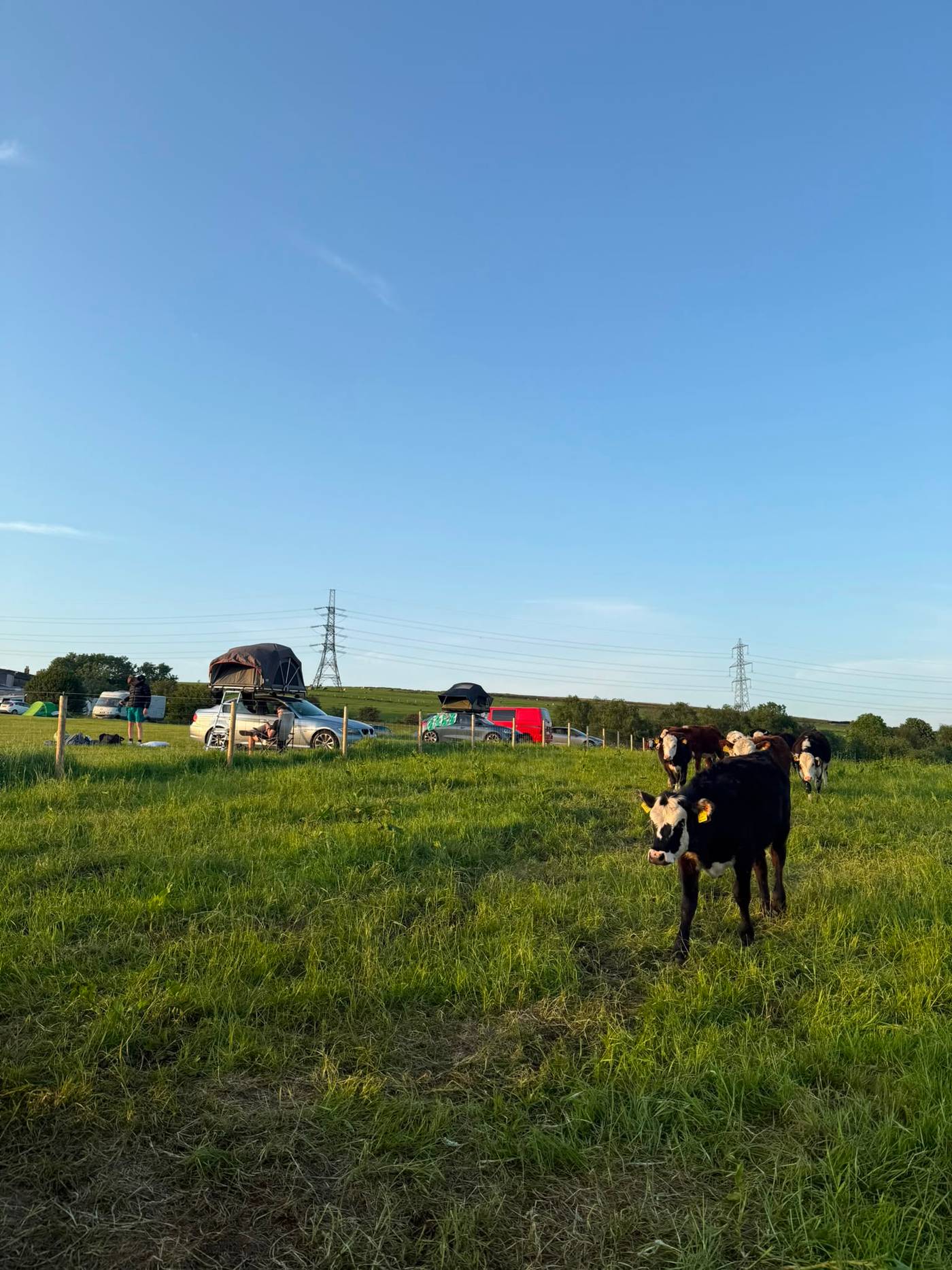 Campervans and rooftop tents in the field with cattle wandering past