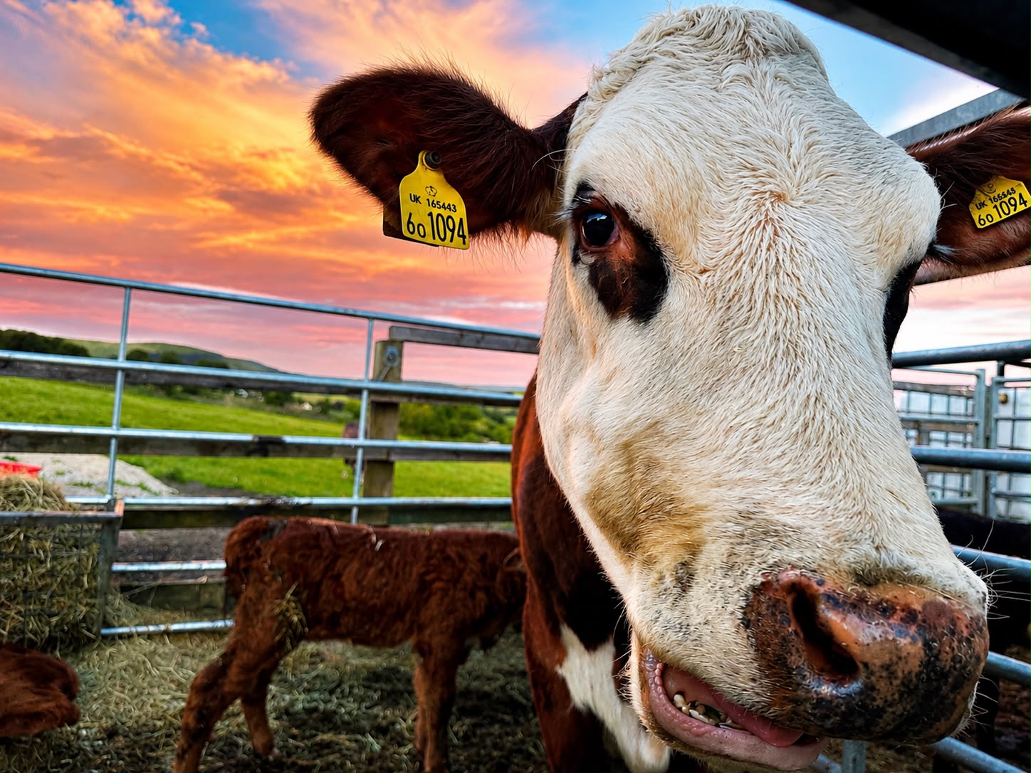 Close-up of a cow's face with her calf behind against a pink and orange sunset sky