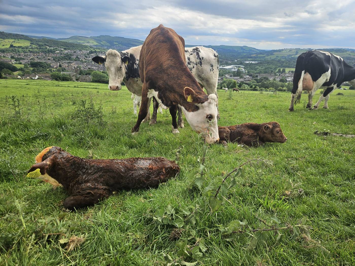 Cows and newborn calves in a grassy field with the valley behind