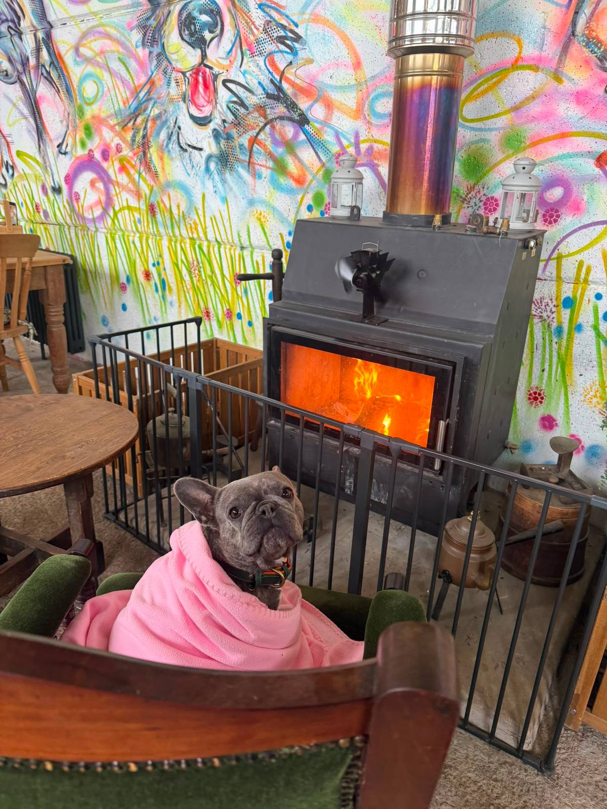 A French bulldog wrapped in a blanket beside the wood burner at The Cow Shed bar