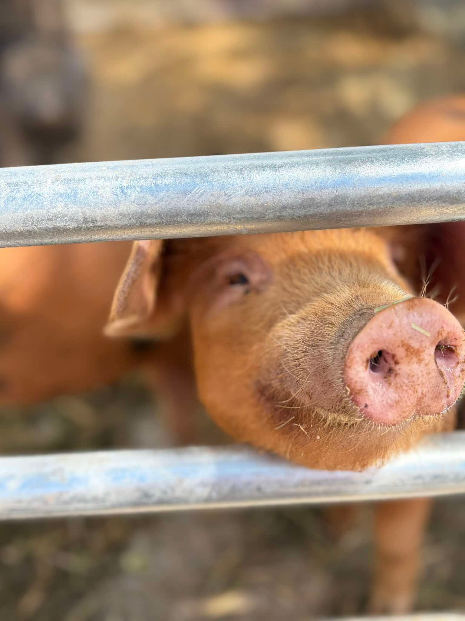 A ginger pig poking its nose curiously through a metal gate